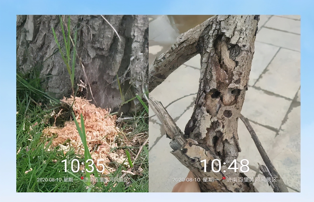 天牛基础知识,天牛简单总结