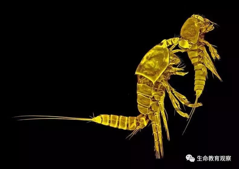 看完后，整个人都有点不对劲了（传播生物知识）