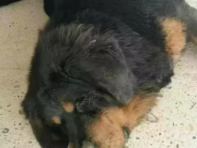 给金毛洗了澡还会掉毛吗,金毛洗完澡后晒干