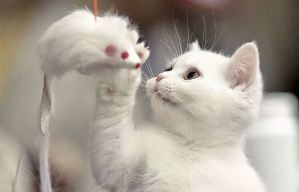 猫尿频尿少会自愈吗,蓝白猫公猫尿频尿血