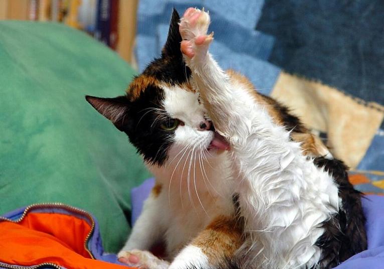 猫咪有不同的肢体动作你能懂它吗 (猫咪各种肢体动作图解)