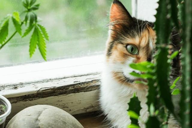 绿萝有毒长寿花有毒吗,绿萝有毒吗什么花有毒