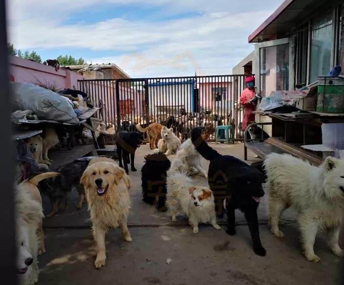 急需救助流浪狗,大量可怜的流浪狗