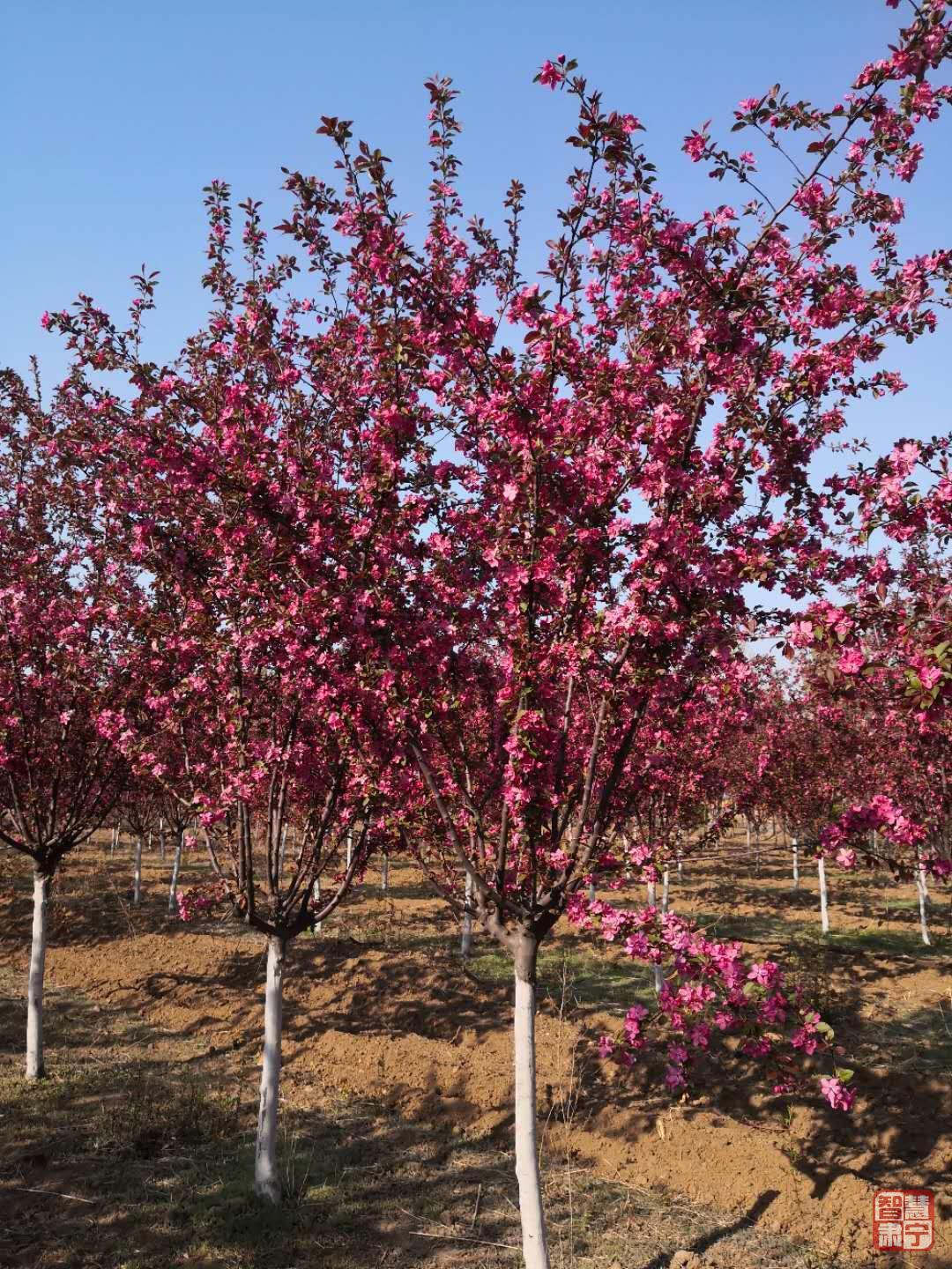 媒体看肃宁：林中有景林下生财