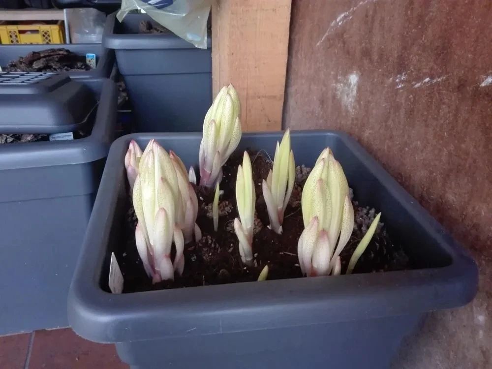 百合开败了怎么可以继续开花,盆栽百合开败了多久才能再发芽