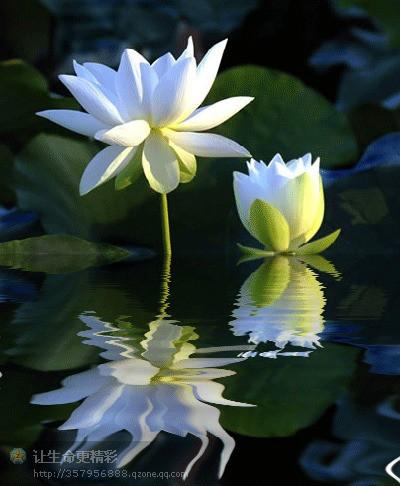 2023年清明祭祖有什么禁忌,清明祭祖有什么禁忌