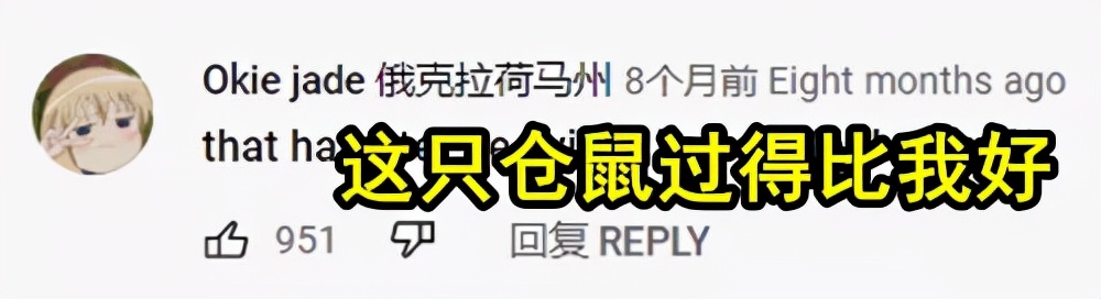 超可爱动物吃播治愈70万人，仓鼠、小熊猫、鹦鹉萌翻全网