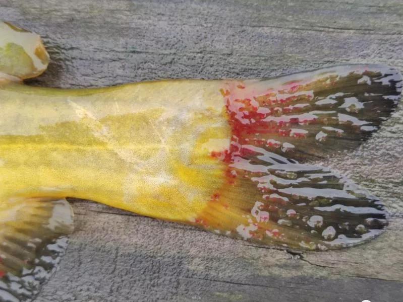 黄骨鱼出血病下什么药,黄骨鱼内脏出血是怎么回事