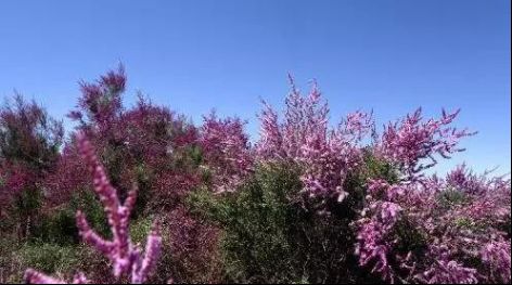 红柳滩,哭泣的红柳滩下