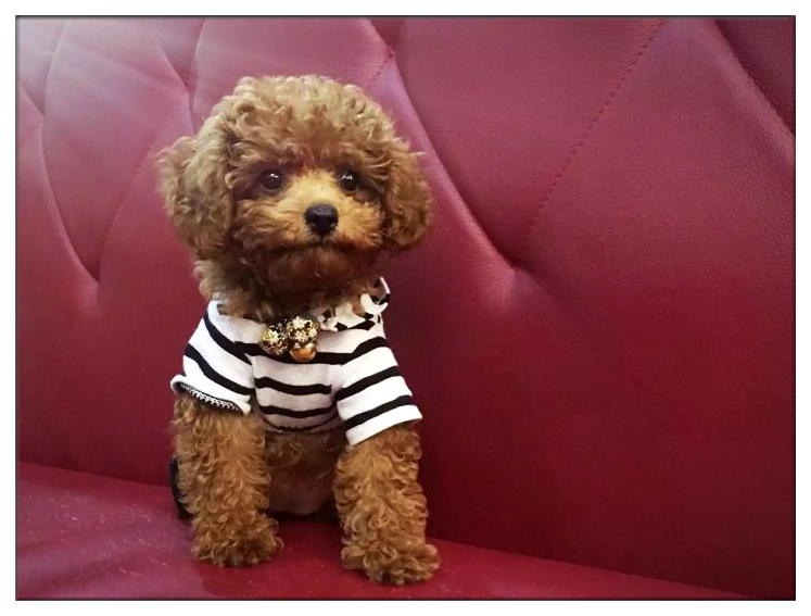 当你的宠物有残疾你会怎么样,宠物生病但是没钱救治怎么办呢