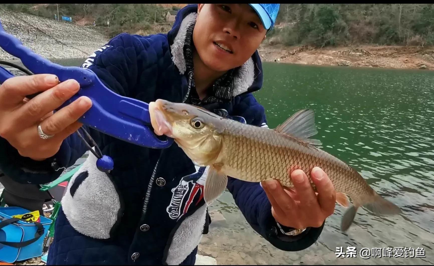 为何它能有这么高的价值？市场售价近百元一斤，重唇鱼珍贵在哪？