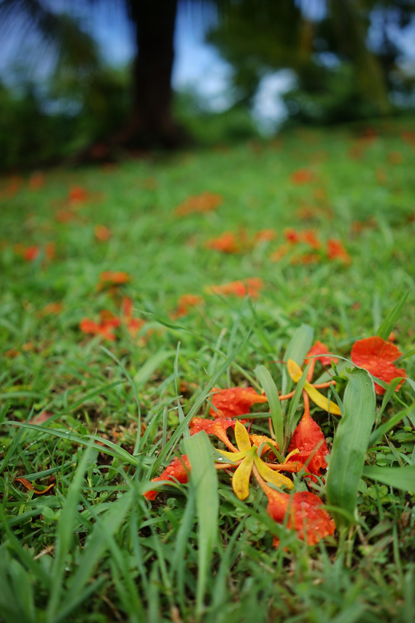一定是特别的缘分——帕劳，再遇见「周若雪Patty」·上