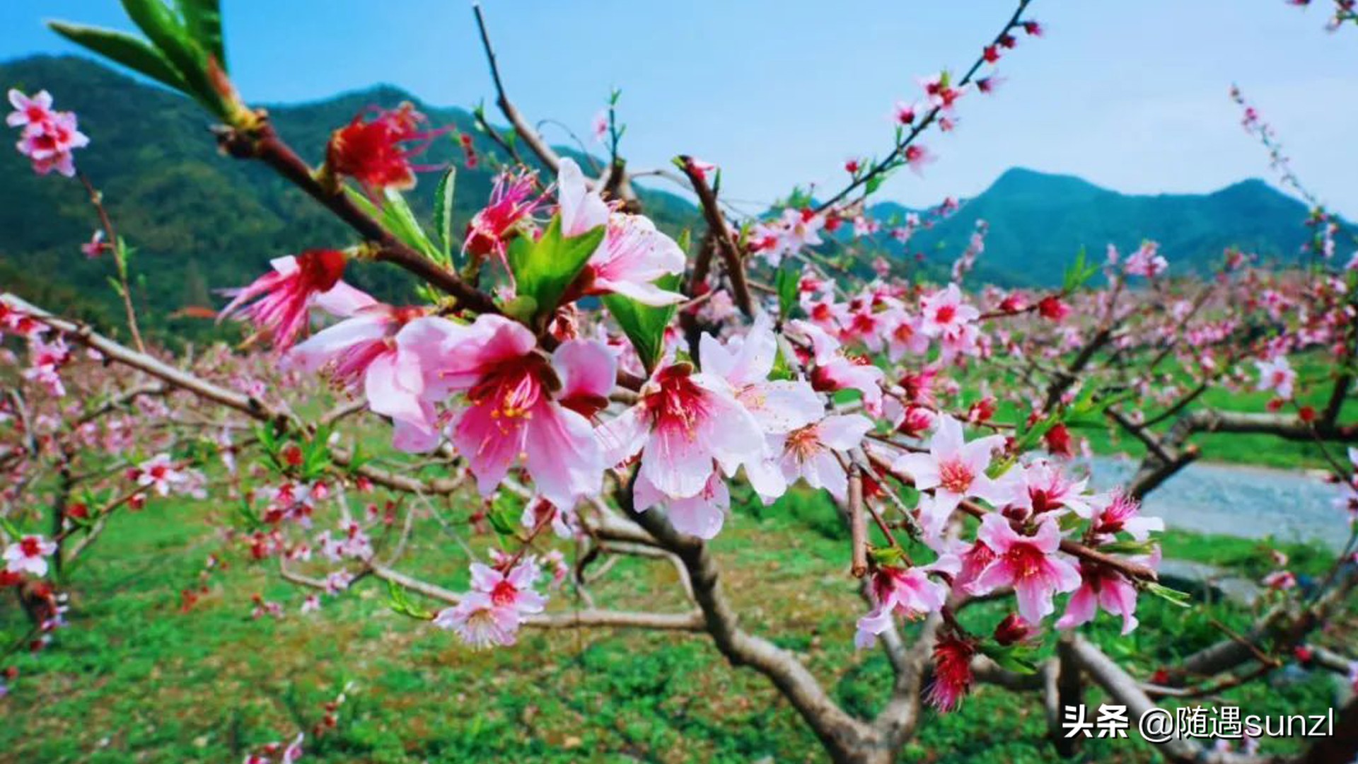 丹东宽甸桃花旅游攻略,丹东宽甸桃花岛旅游攻略自驾
