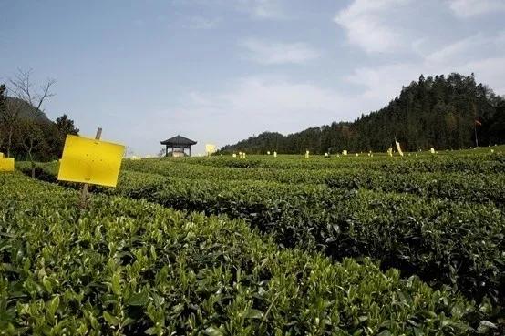 蔡华建的文章稻草人,蔡华建徐闻