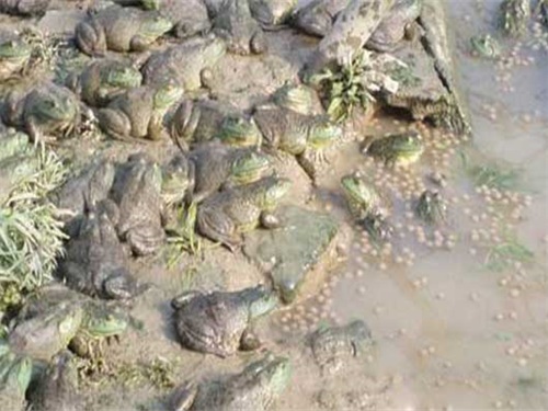 牛蛙养殖的好处,2022年牛蛙养殖业