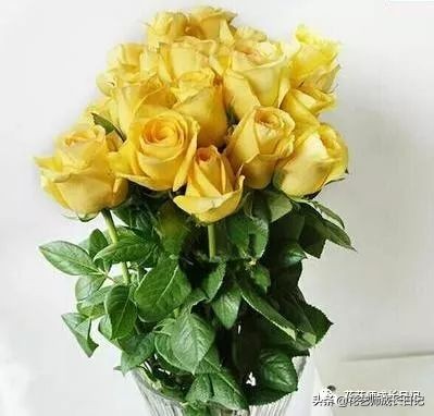 黄颜色的玫瑰是啥品种,浅黄色玫瑰有什么品种