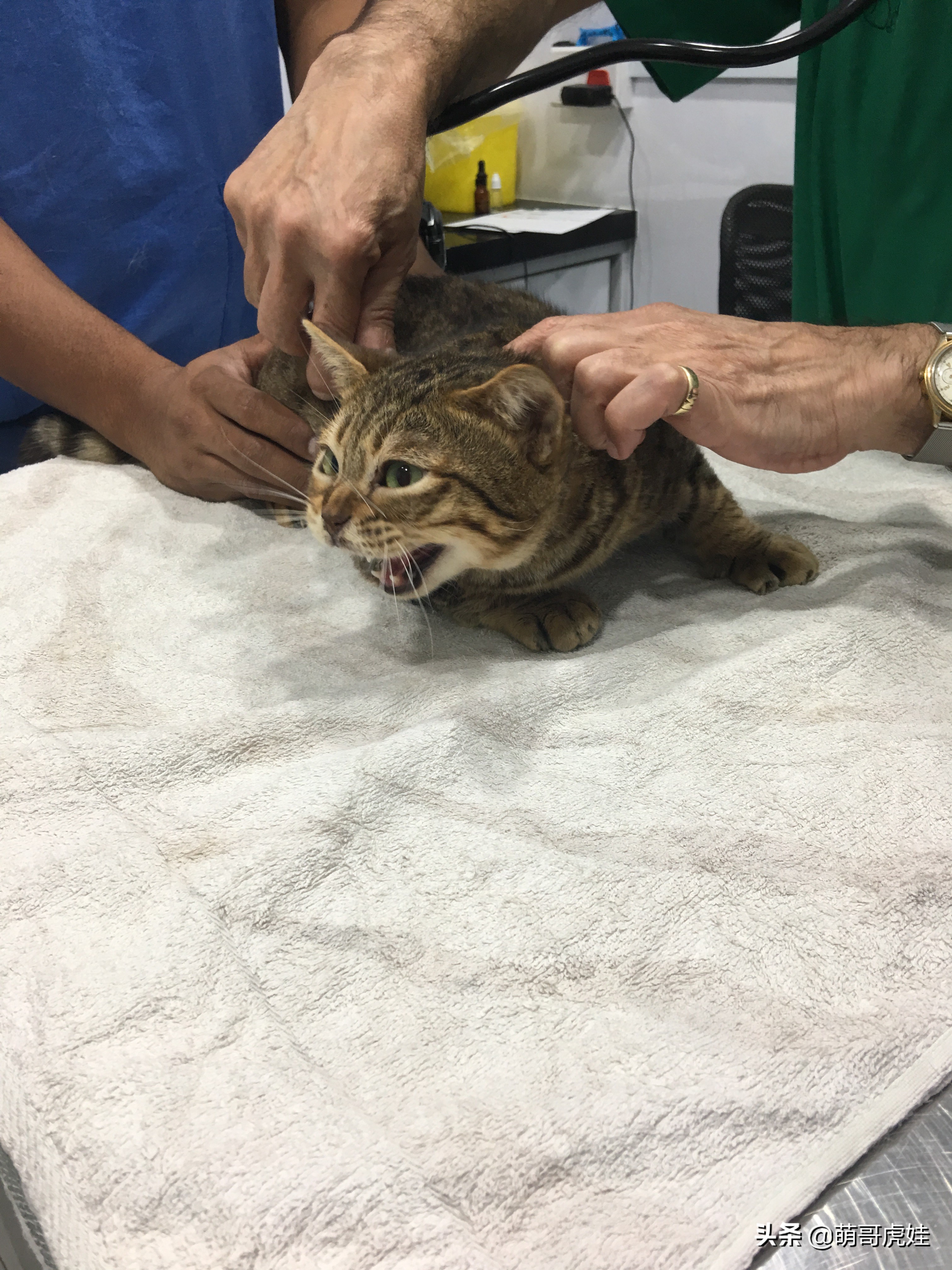 主人带大型犬狗去打针,给家里十几只猫打疫苗