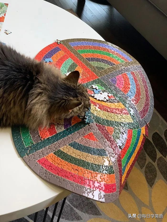 如何和家猫互动,怎样和猫共同拼图