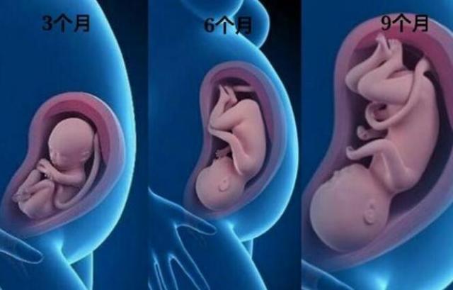 胎儿6个月到9个月经历了什么,三个月胎儿和四个月胎儿区别