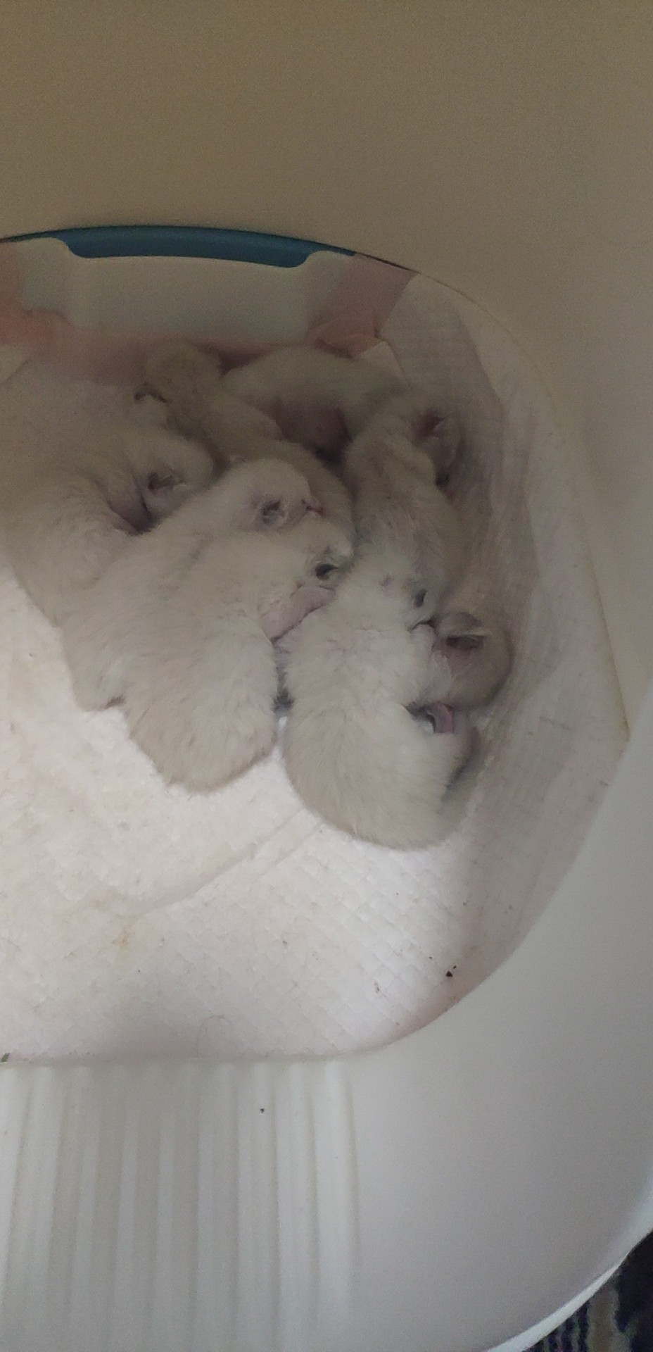 干货分享猫咪怀孕及生产护理攻略,写我第一次养猫的作文