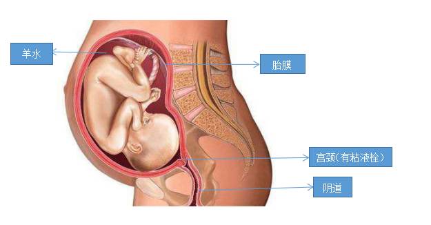 孕期阴道炎的种类及症状,孕期阴道炎的原因及措施