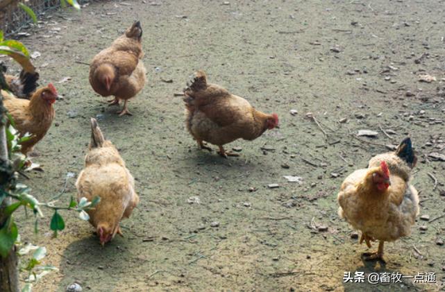 母鸭输精最好的方法,母鸭授精