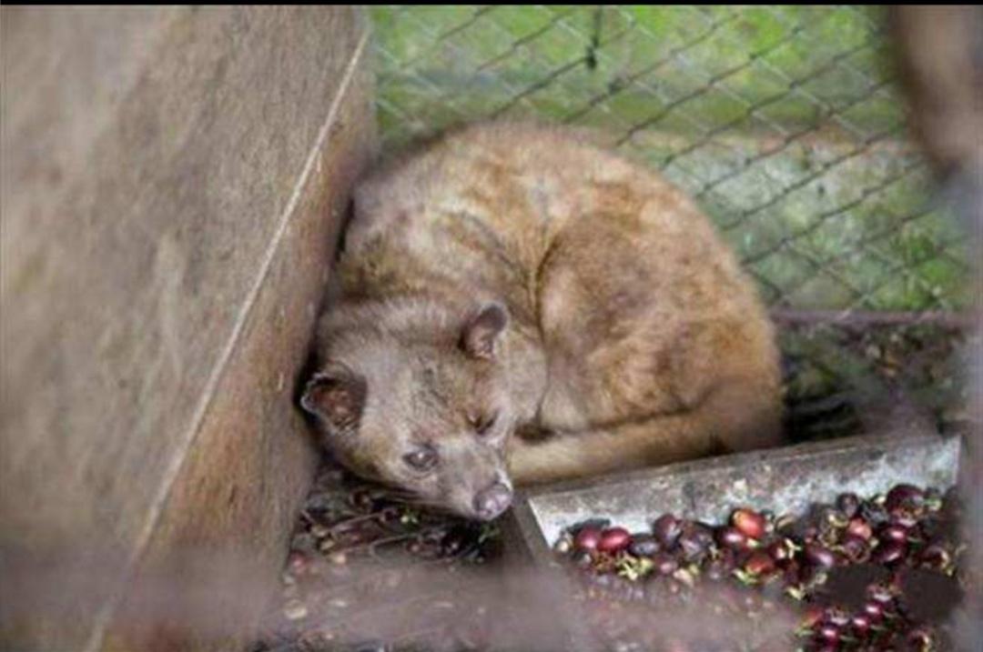 猫屎咖啡残酷的真相真的好喝吗,猫屎咖啡到底是怎么制作的