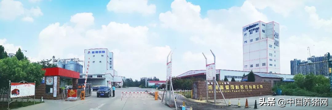 三元母猪产生的猪苗好养吗,三元母猪最好的养殖方法