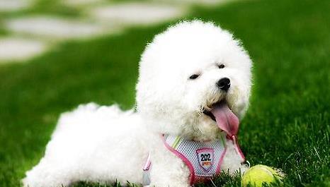 泰迪比熊串串瘦怎么养胖,比熊怎么能养胖