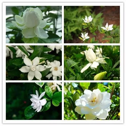 北方喜阴的室内植物花卉有哪些,喜阴耐寒的室外花卉植物有哪些