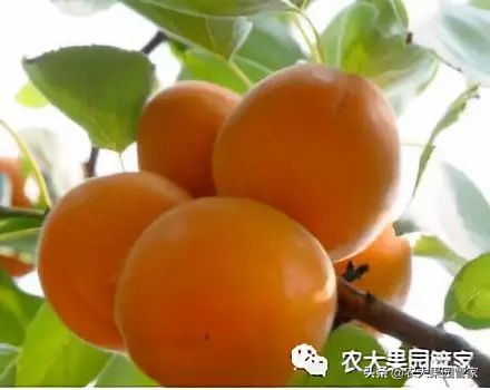 种植新品种果树苗一手货源,各种新品种果树苗木一手货源