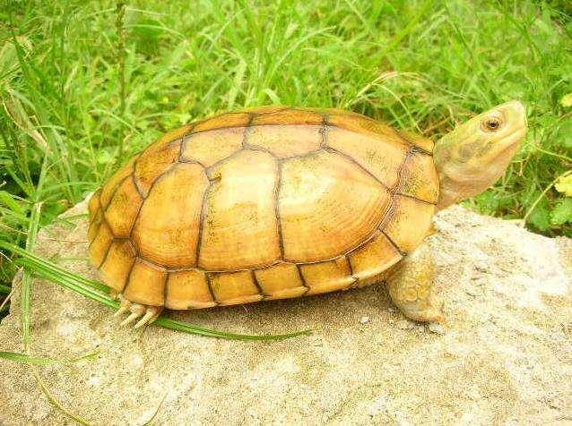 金钱龟的养殖方法视频播放,金钱龟的养殖方法及注意事项