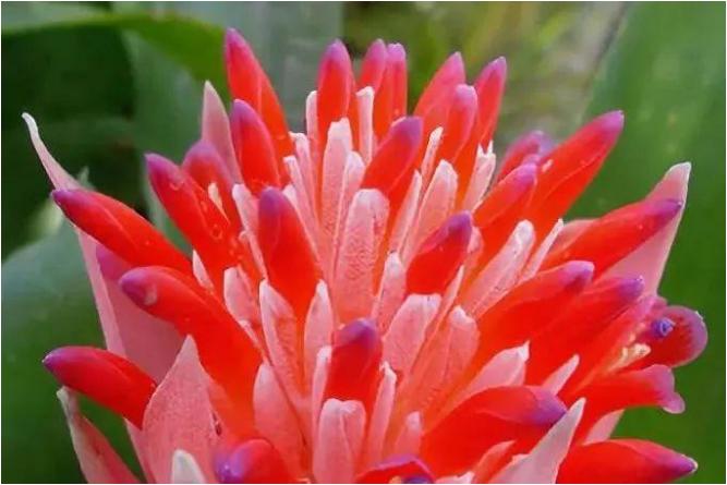 水塔花喜阴喜阳,水塔花固始