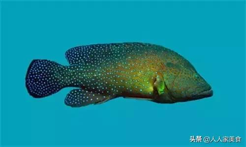 最好的十种石斑鱼,最漂亮的几种石斑鱼