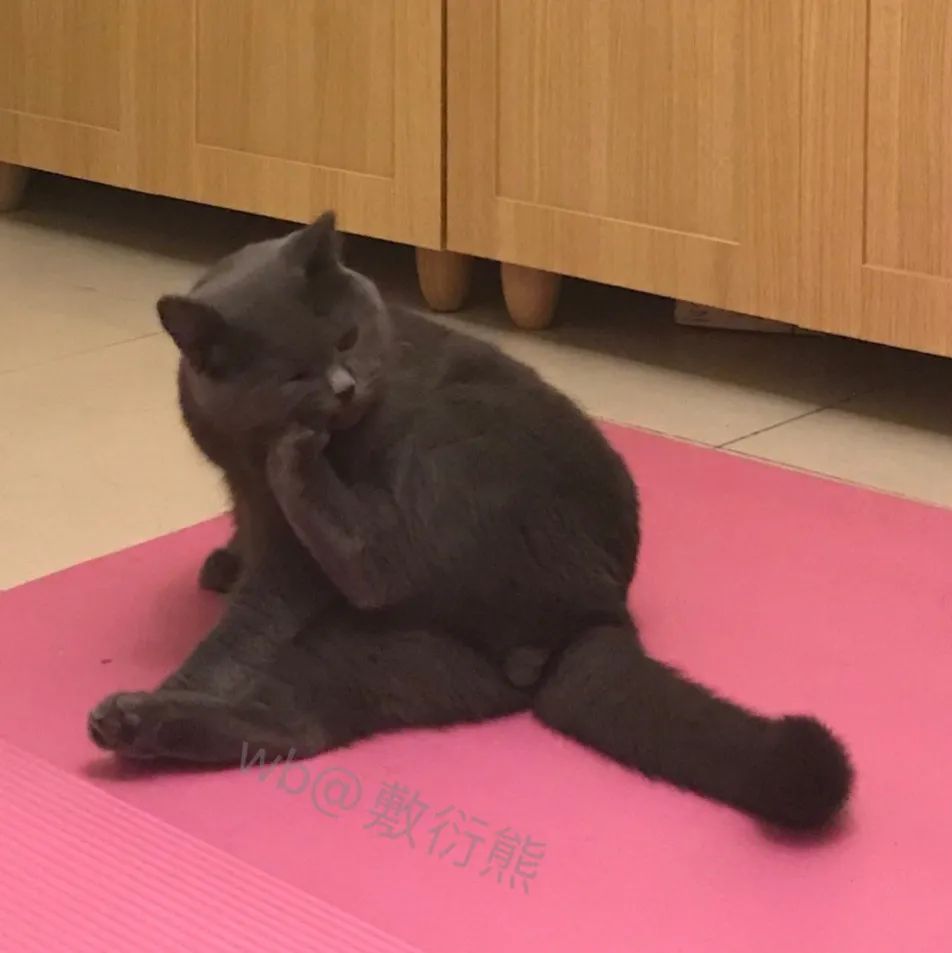 猫是只好猫，可被网友恶整后…哈哈哈没脸见人了