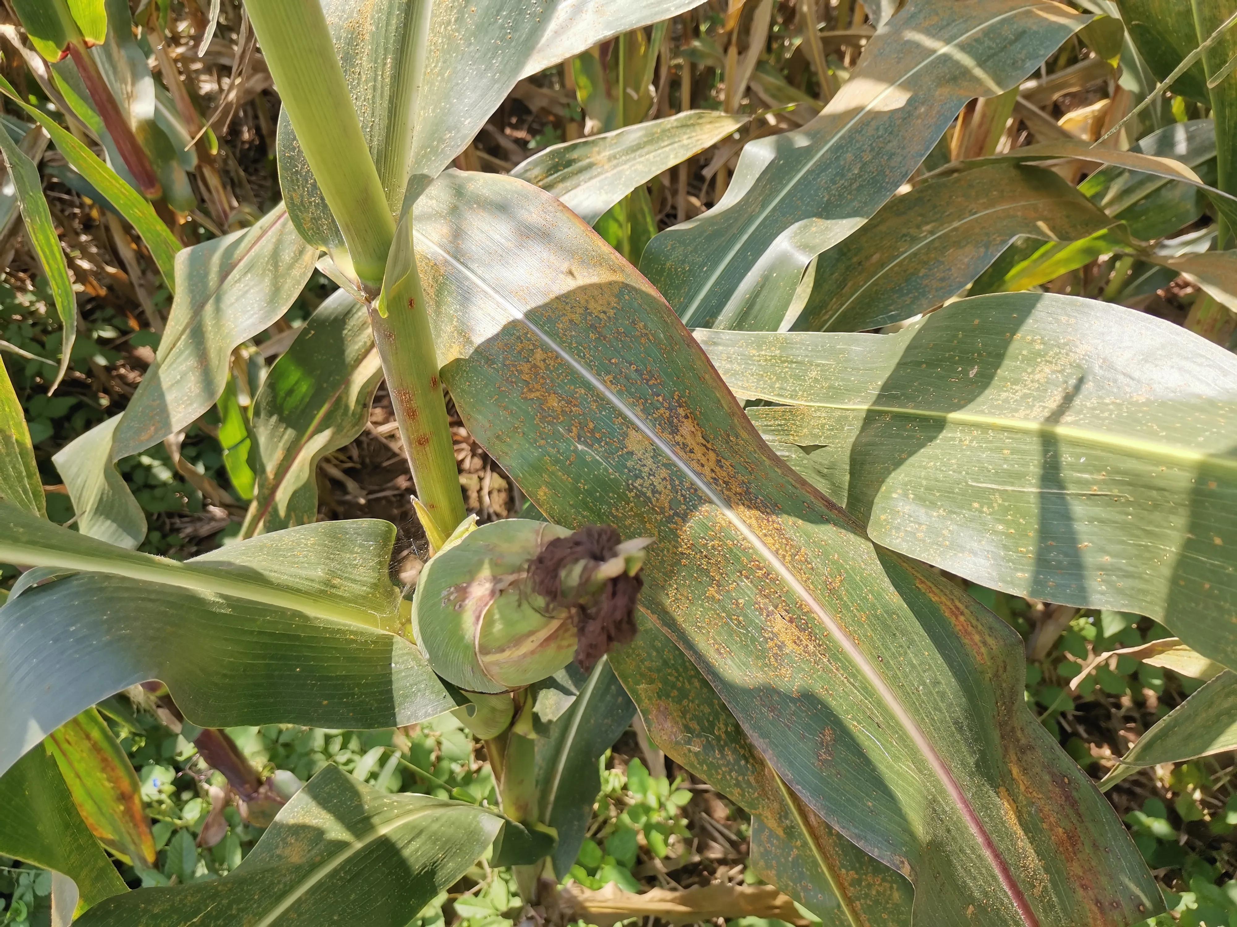 玉米锈病对来年玉米有影响吗,玉米锈病中后期还有治疗必要吗