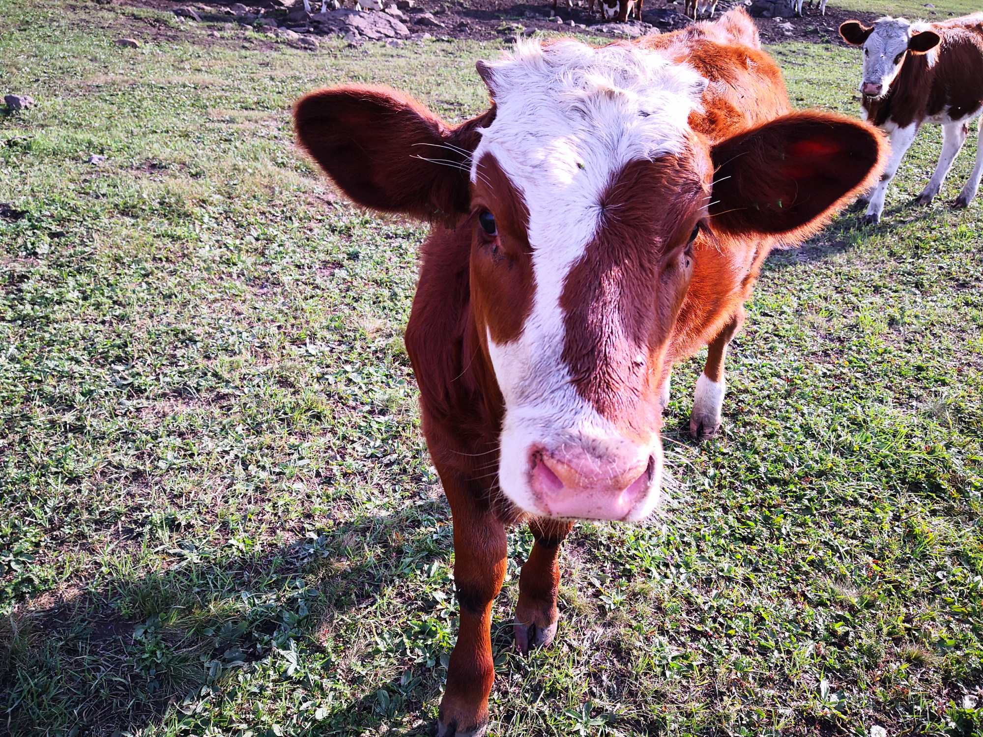 红松洼和乌兰布统哪个好,乌兰布统坝上草原旅游攻略