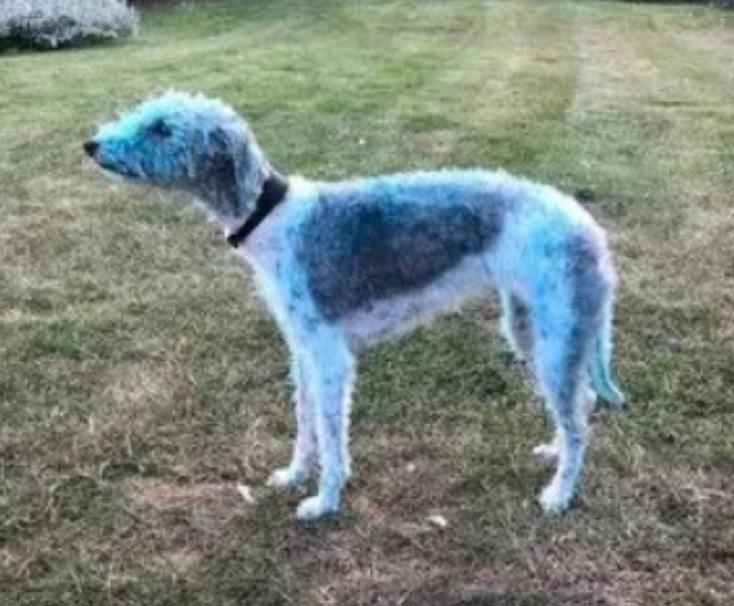 狗狗调皮变成蓝精灵，铲屎官崩溃救助兽医：这可咋办？