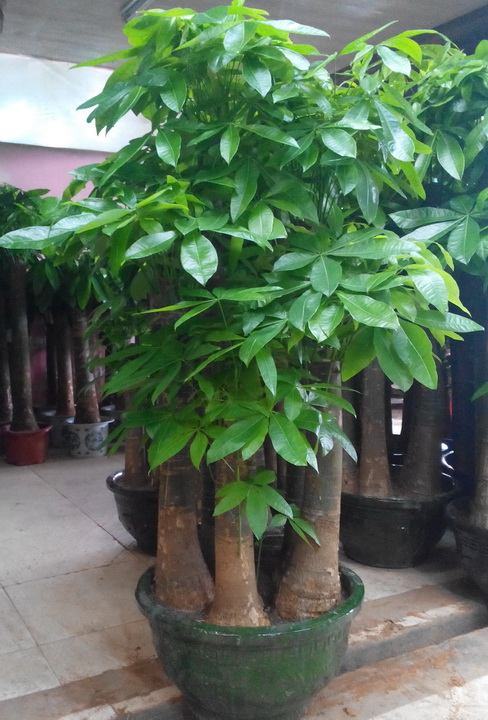 100种绿植大全,50种盆栽绿植花卉大全