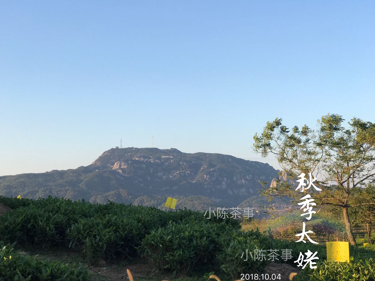 荒野白茶能出金花吗,荒野白茶和普通白茶干茶区别