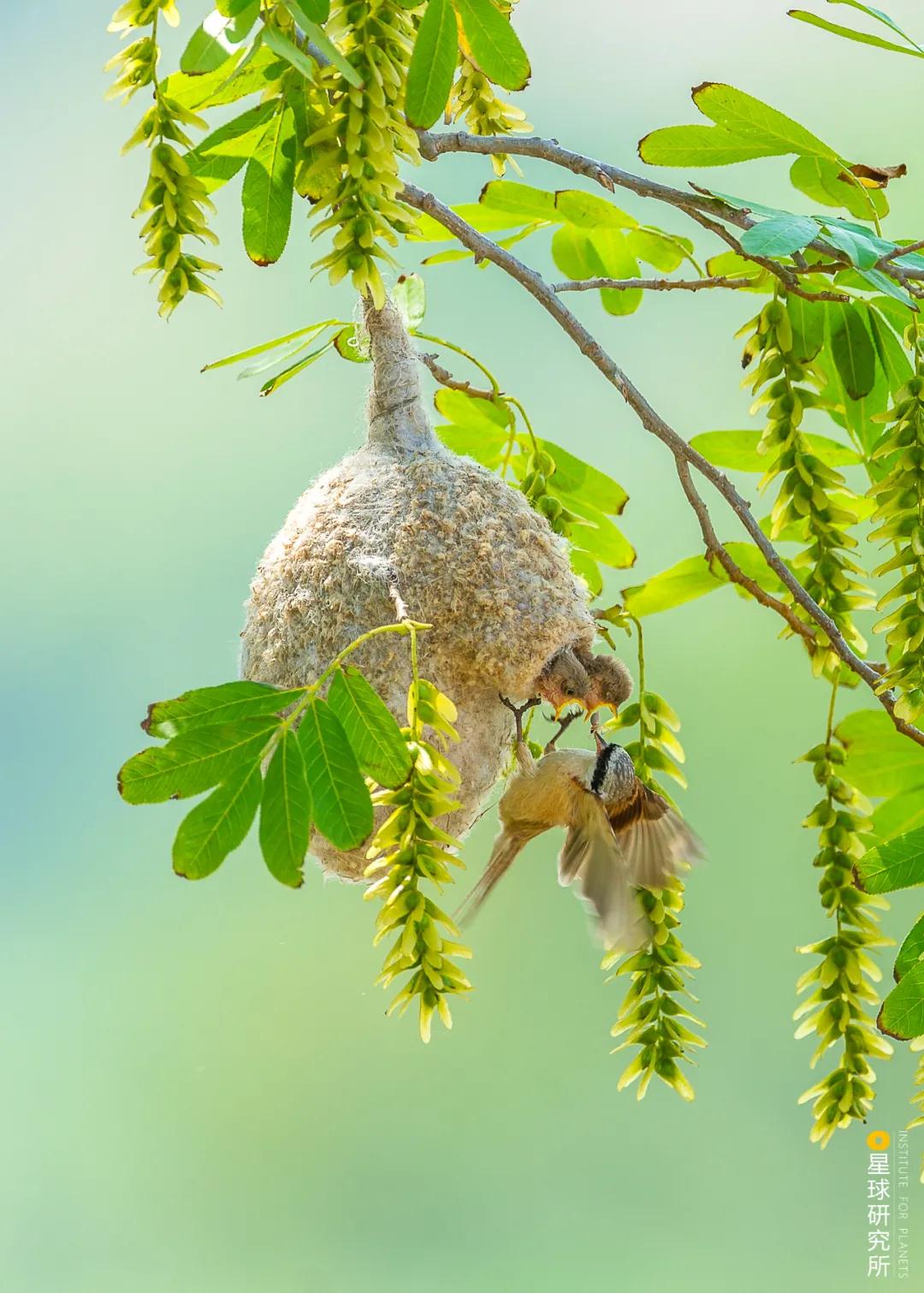 林草领域知识图谱,林草科普专业术语
