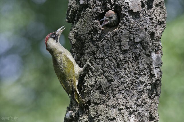 东江揽胜,惠州淡水常见鸟类图谱