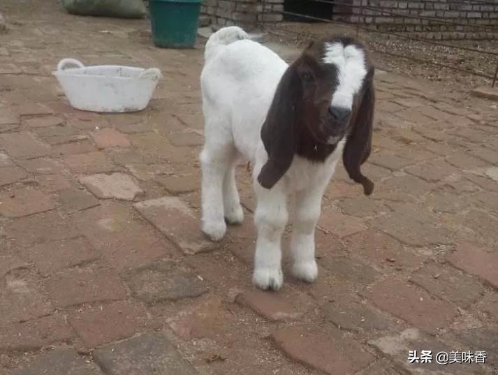 羊白肌病症状及治疗方法图片,羊白肌病症状及治疗方法