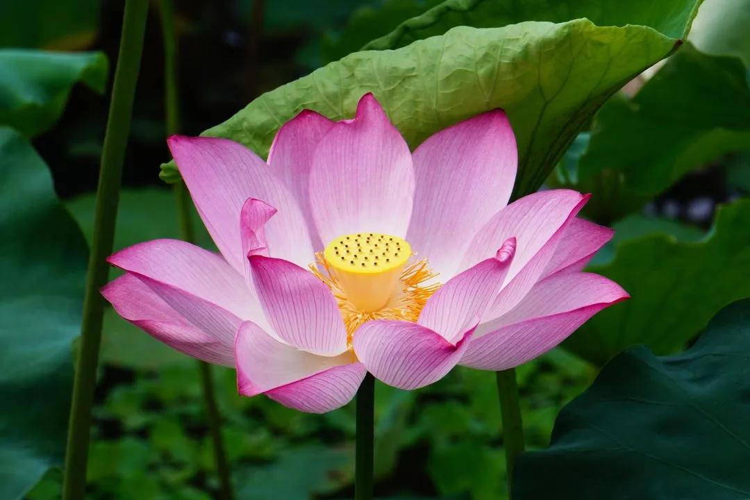 观福建农林大学的荷！赏尽一池清趣