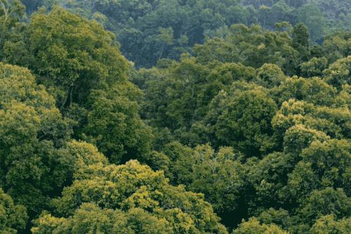 滇红性价比最高的茶厂,滇红茶极品