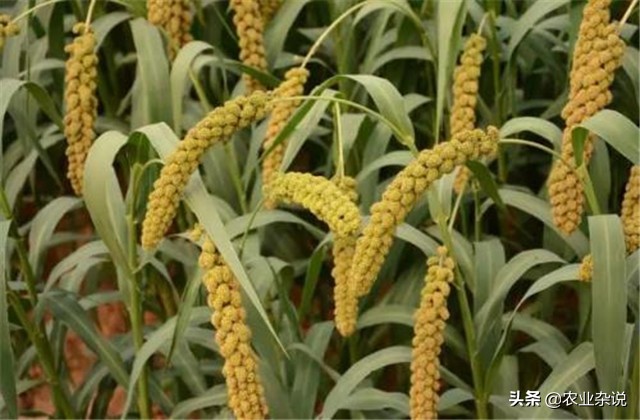 有机稻米的种植方法,有机大米的种植方式