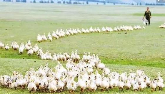 蝗虫不是在天上飞吗，怎么用鸭子去吃呢？鸭子能灭蝗虫吗？