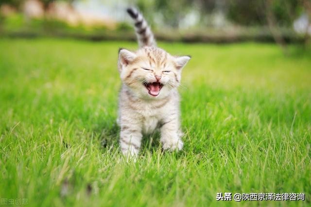 虐猫事件用水烫猫,央视呼吁禁止虐待动物尽快立法