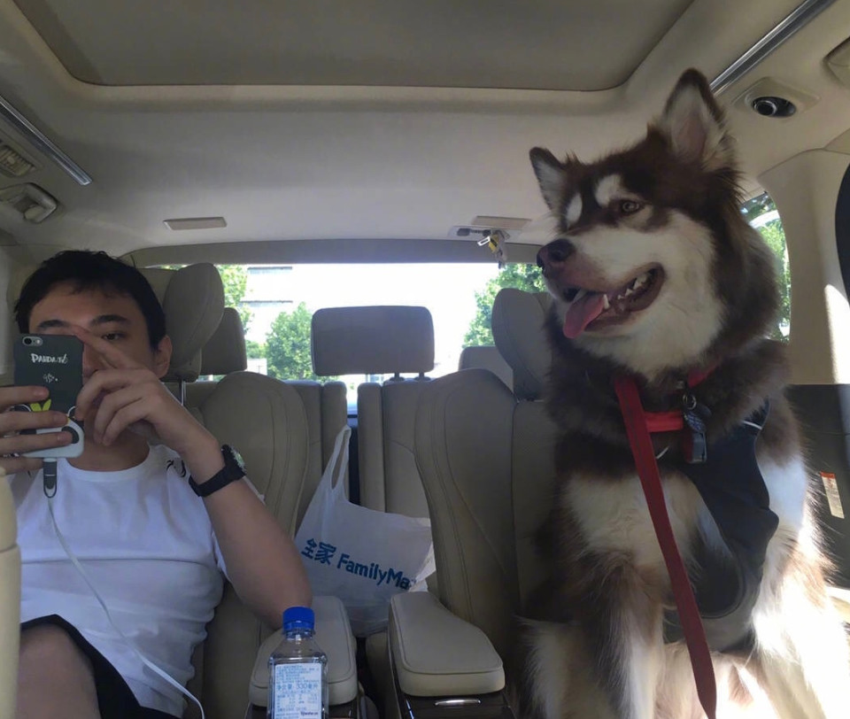 王思聪的狗可可最近怎样了,王思聪养宠物