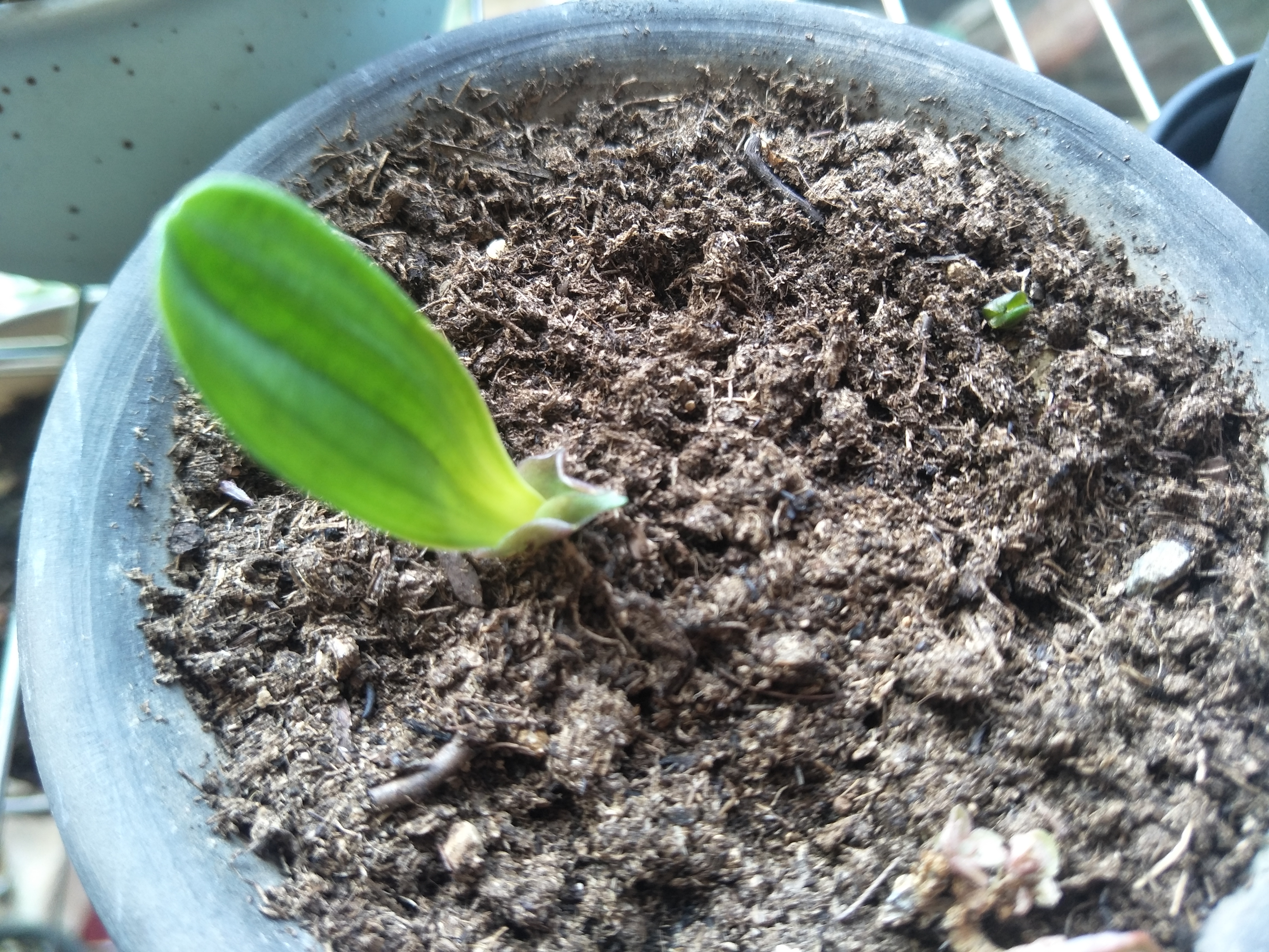 君子兰种子成熟后的播种方法,君子兰种子繁殖的方法常用